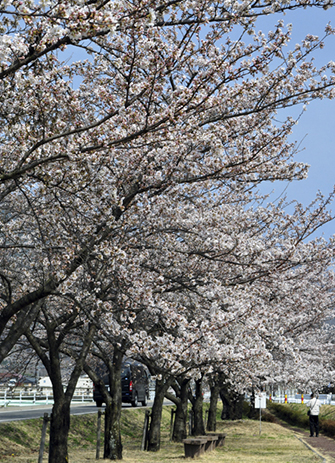 堤防沿いの桜