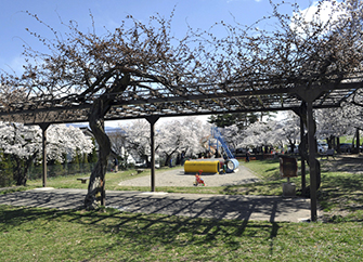 東洋計器株式会社 18年4月16日 松本桜めぐり 東洋計器株式会社 18年4月16日 松本桜めぐり