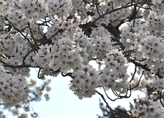 城山公園の桜