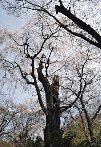 寿地籍の桜