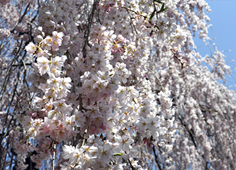 ぎっしりと花をつけた枝