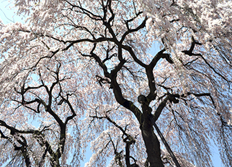 下から見上げるしだれ桜