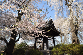 安養寺桜