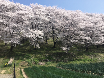 弘法山の桜1