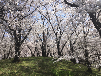 弘法山の桜2