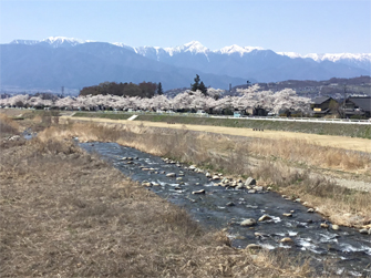 薄川と桜