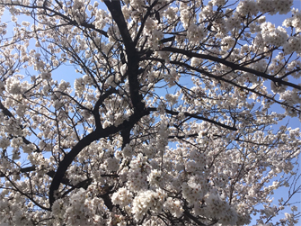 薄川の桜