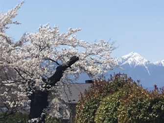 桜と常念岳