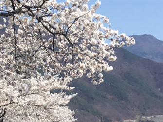 桜と王ヶ頭