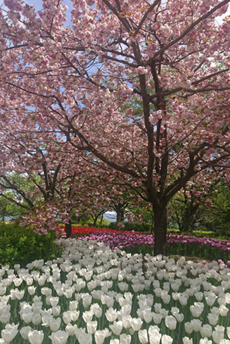 八重桜とチューリップ