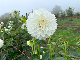 愛の芽生え