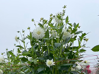 樹氷