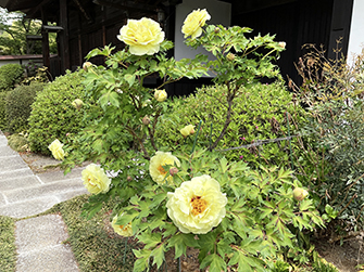 東洋計器株式会社』|2025年5月9日 牡丹の花を追って