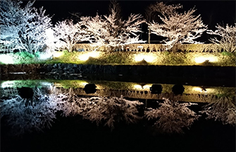 松本城の夜桜2