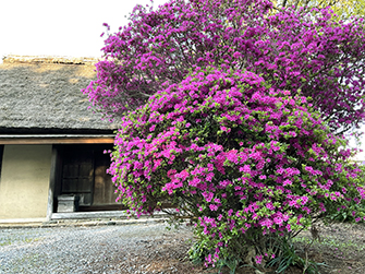 小松家住宅とツツジ
