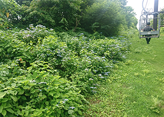 展望リフトとエゾアジサイ