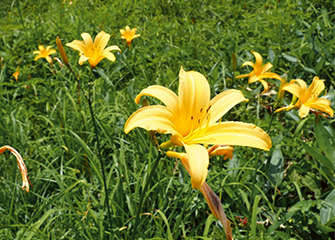 ニッコウキスゲ