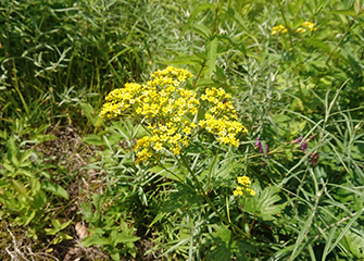 ハクサンオミナエシ