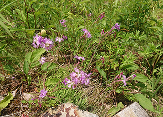 タカネナデシコ