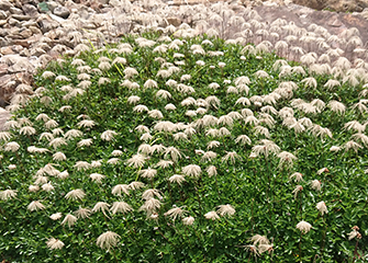 チングルマの種