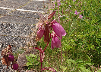 ヤマホタルブクロ（赤紫色）