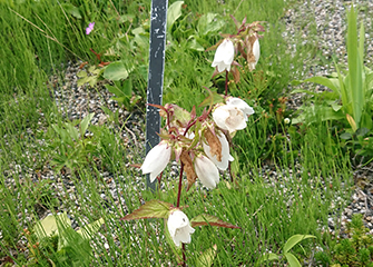 ヤマホタルブクロ（白色）