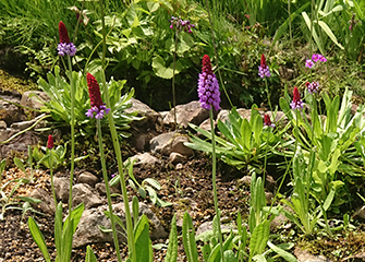 プリムラ・ヴィアリー