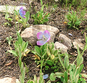 ヒマラヤの⻘いケシ